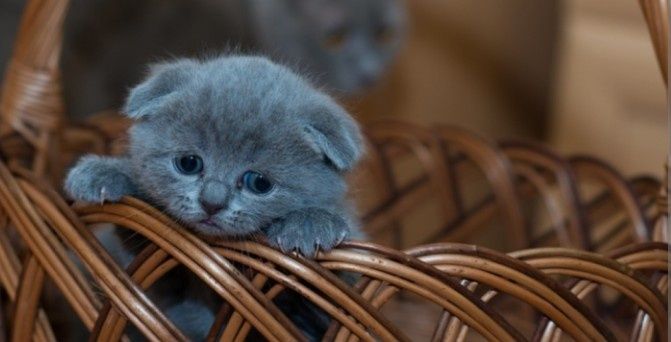 Продам британських котят