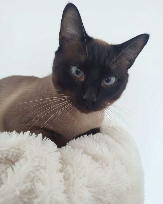 Setúbal / Margem Sul / Lisboa — BALTAZAR, gatinho para adoção