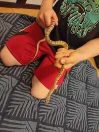 Wąż zbożowy z terrarium