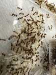 Tetramorium bicarinatum 3q+60-100w