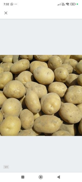 Ziemniaki jadalne niewielka ilość