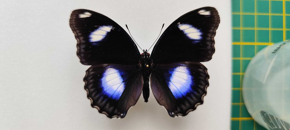 Hypolimnas bolina - motyl preparowany (samiec)