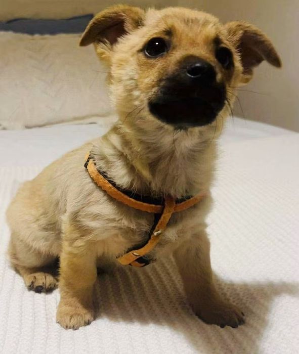 Mały Teo szuka domu