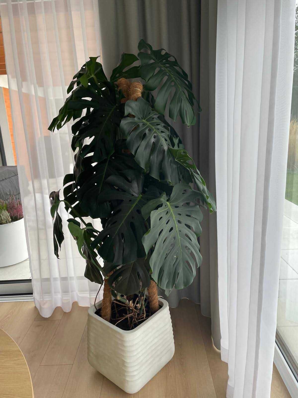 Monstera Duże Liście Gęsta Zdrowa Odżywiona