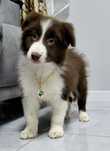 Border Collie Sunia