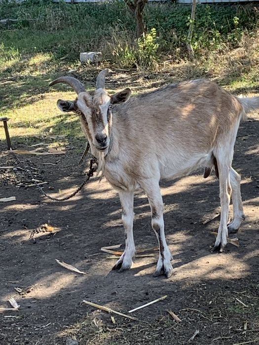 Продам козу