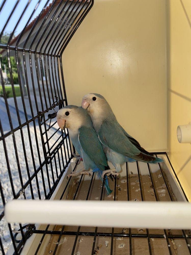 Casal agapornis roseicollis adulto