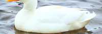 Инкубационное яйцо утки пекинуи