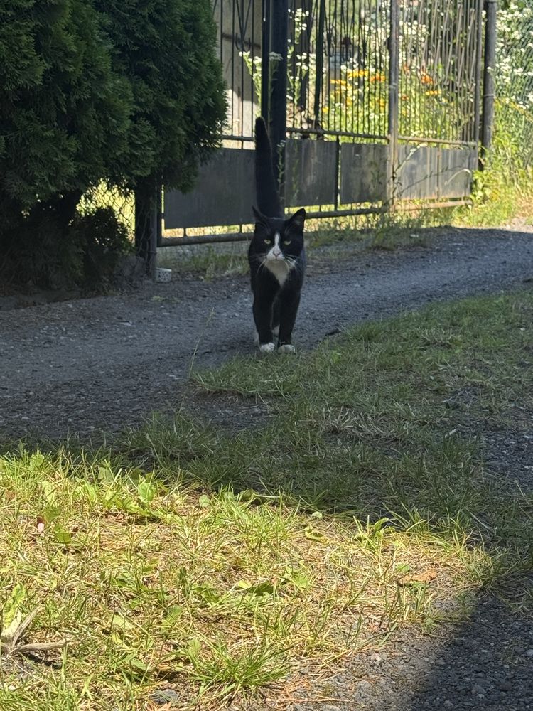 Kotek szuka domu