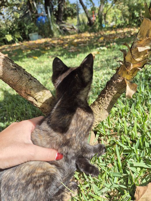 Gatinha Bebé para Adoção