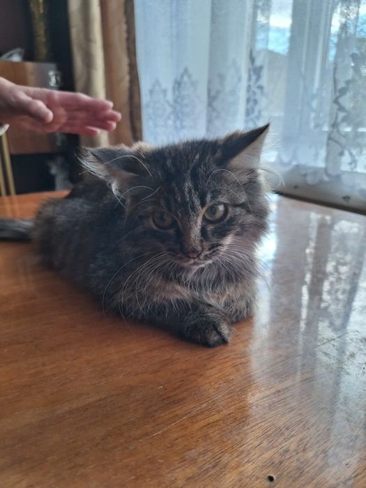 Маленька довгошерстна дівчинка 3,5 міс