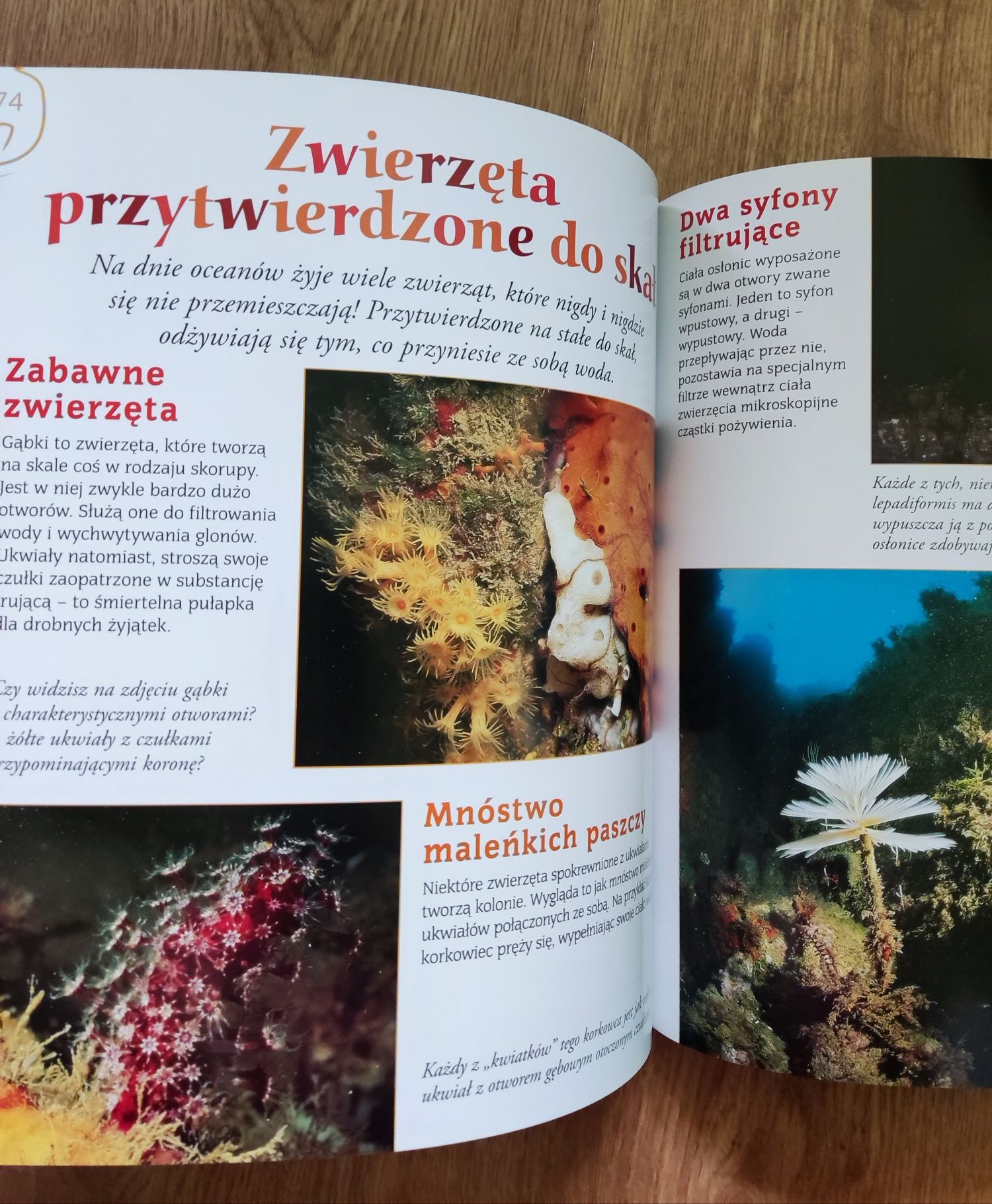 Encyklopedia dla dzieci -Morza