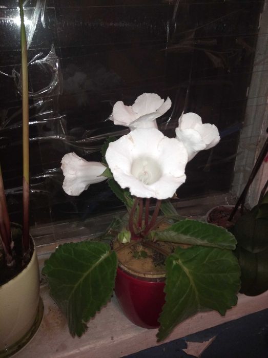 Глоксиния , фикус , колеус , каланхое и комнатные цветы