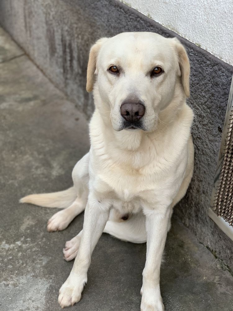 Labrador puro 11 anos para dar