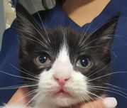 Gatinhos para Adoção Responsável