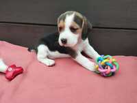 Beagle - suczka tricolor