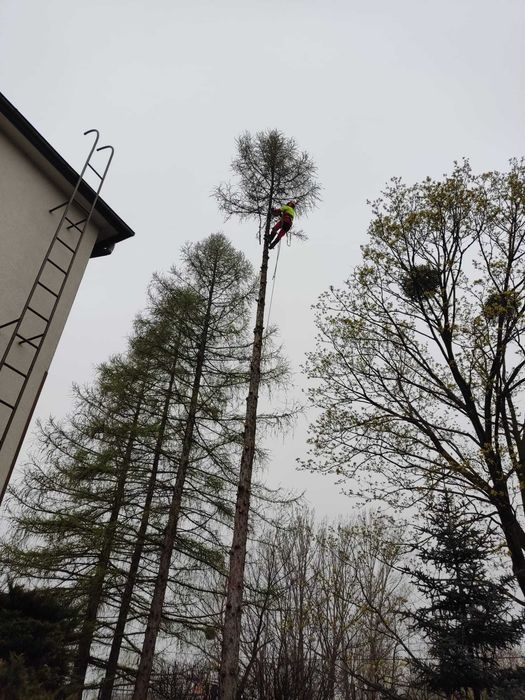 Wycinka drzew, pielęgnacja drzew, frezowanie pni, mielenie gałezi.