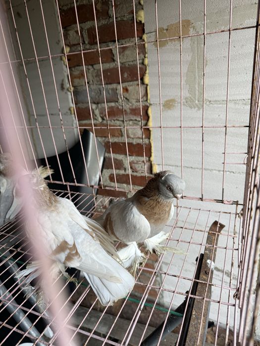 Sprzedam blajwindry koroniate 2 samice i samca