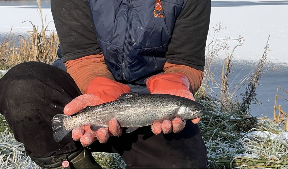 Karp Żywy Handlowy Pan Karp Pstrąg Amur Szczupak Sandacz Jesiotr Sum