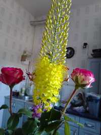 Цветы эремуруса на срез