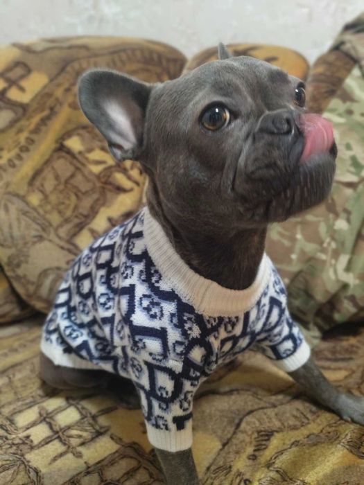 Отдам собаку в добрые руки