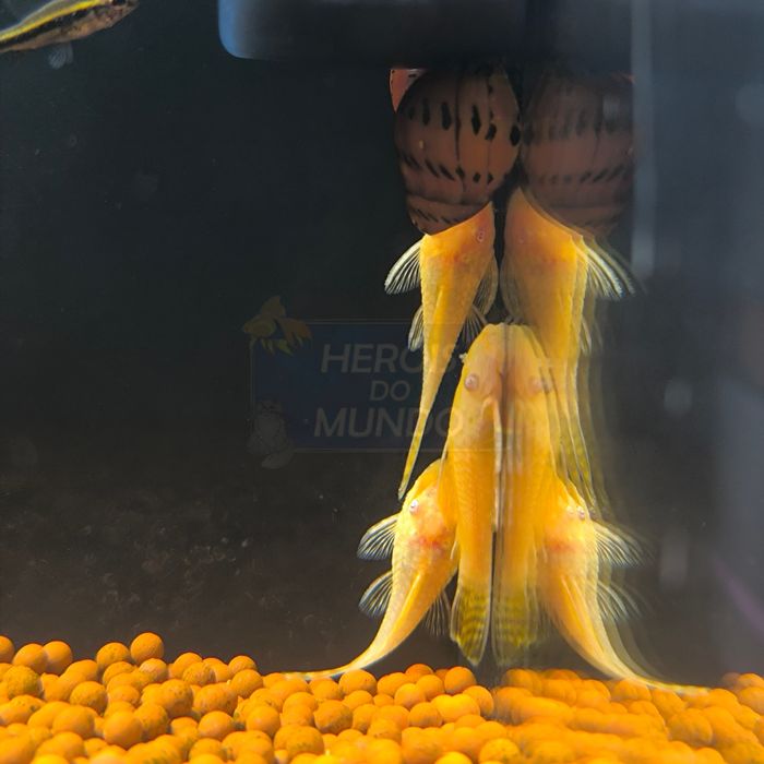 L144 Ancistrus SP. Gold