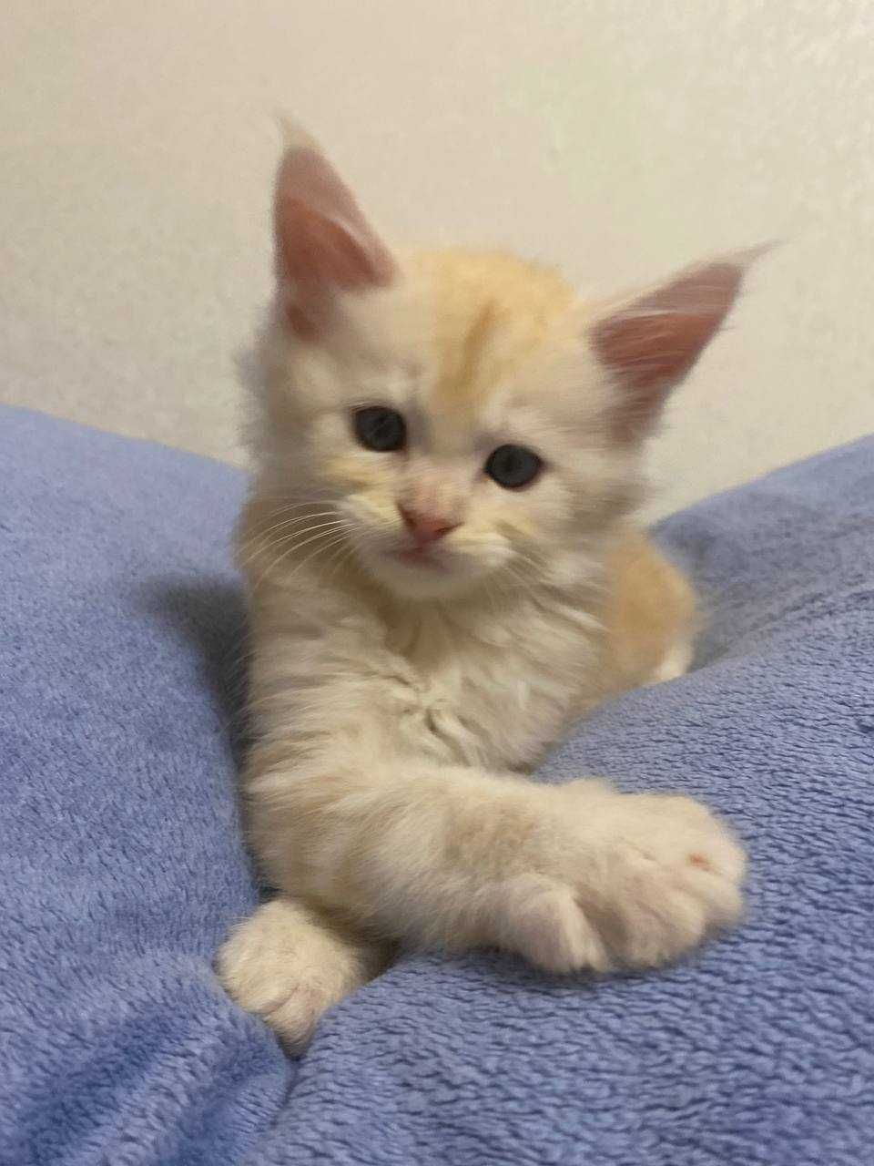 Кошенята мейкунчики