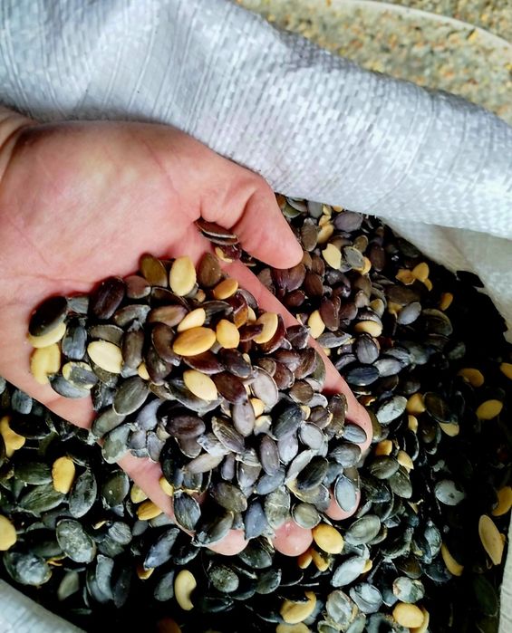 Голонасінне гарбузове насіння