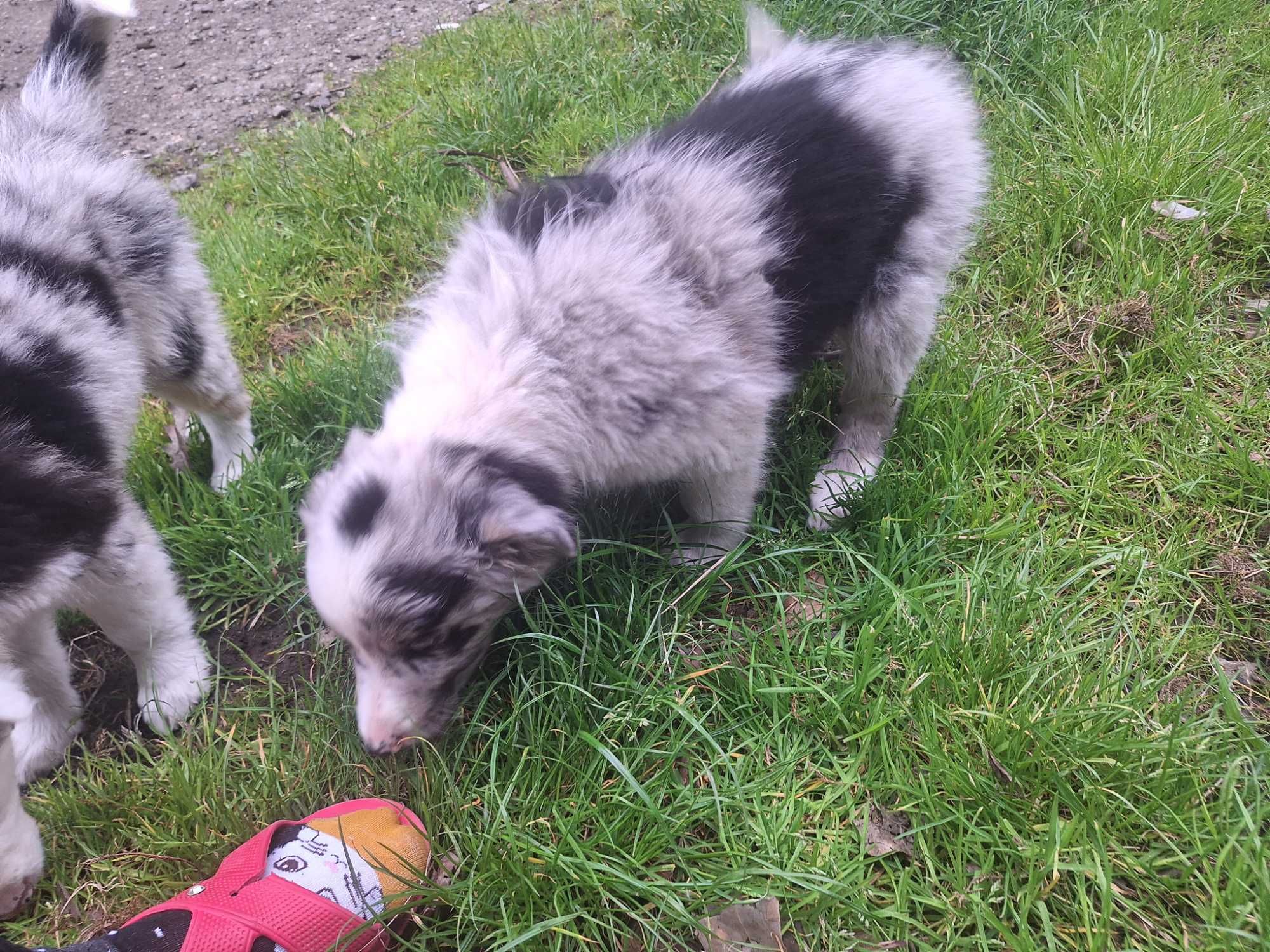 Border collie blue merle Roger z Zielonego Wyraju Piesek