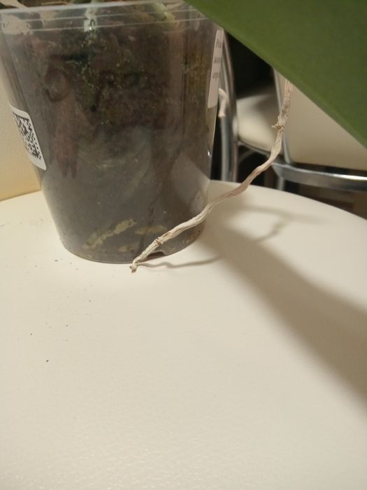 Орхідея рожева .