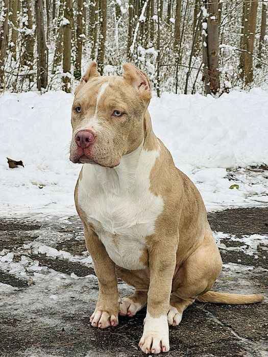 American Bully XL
