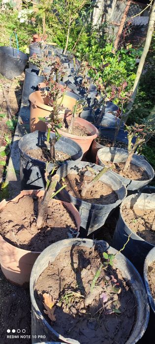 Plantas variadas