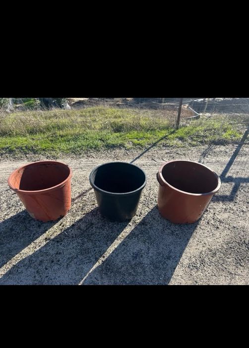 Vasos 30L  para Mirtilos