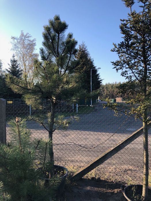 Sosna Czarna 'PINUS NIGRA' DUŻE OKAZY Donica 65l