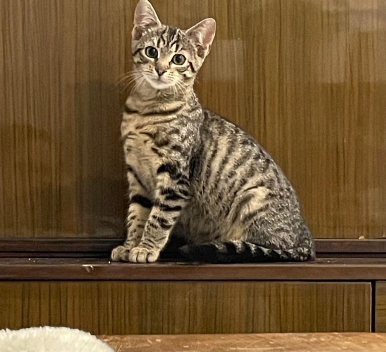 7 mieś.Riko wypatruje swojego człowieka