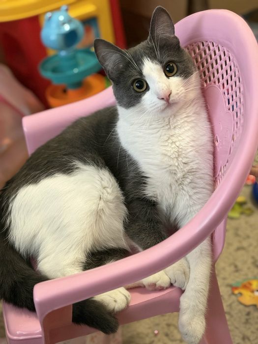 Срочно!!Отдам кота в добрые руки