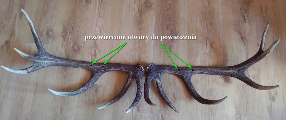 Wieszak - poroże jelenia - zrzuty