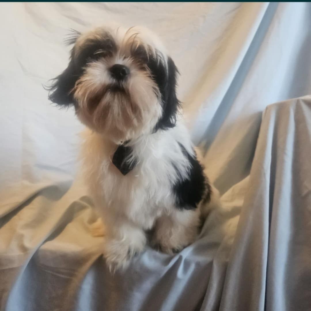 Szczeniak shiz-tzu