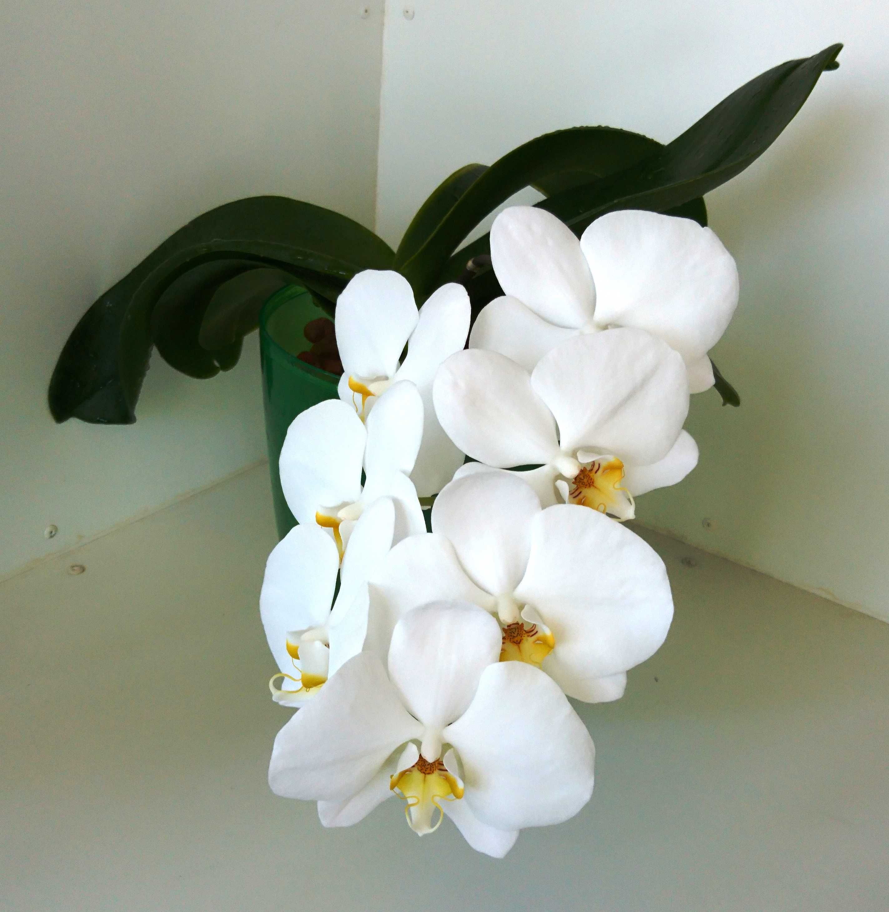 Орхидея. Белая, крупная. Сейчас цветет.