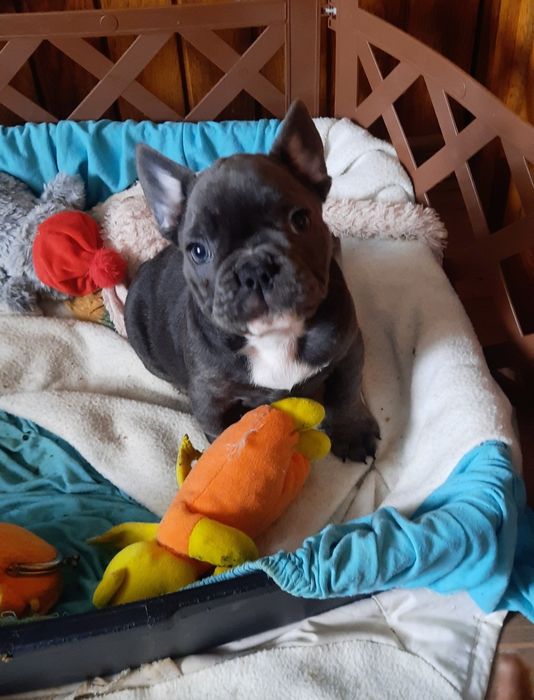 Французські бульдоги