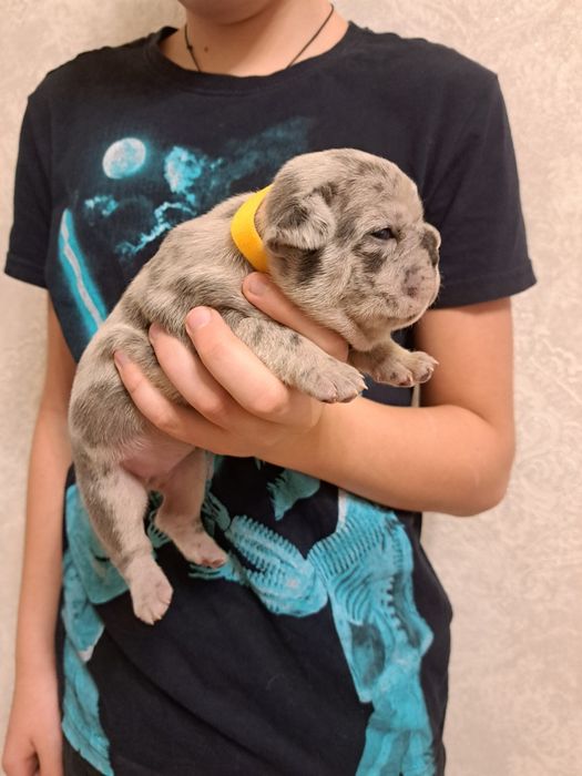 Французський бульдог