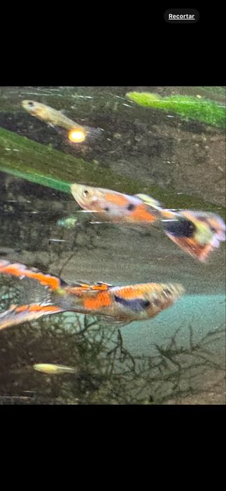 Machos adultos Guppy