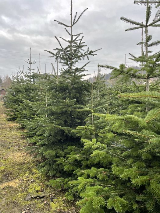 Choinki - jodły i świerki