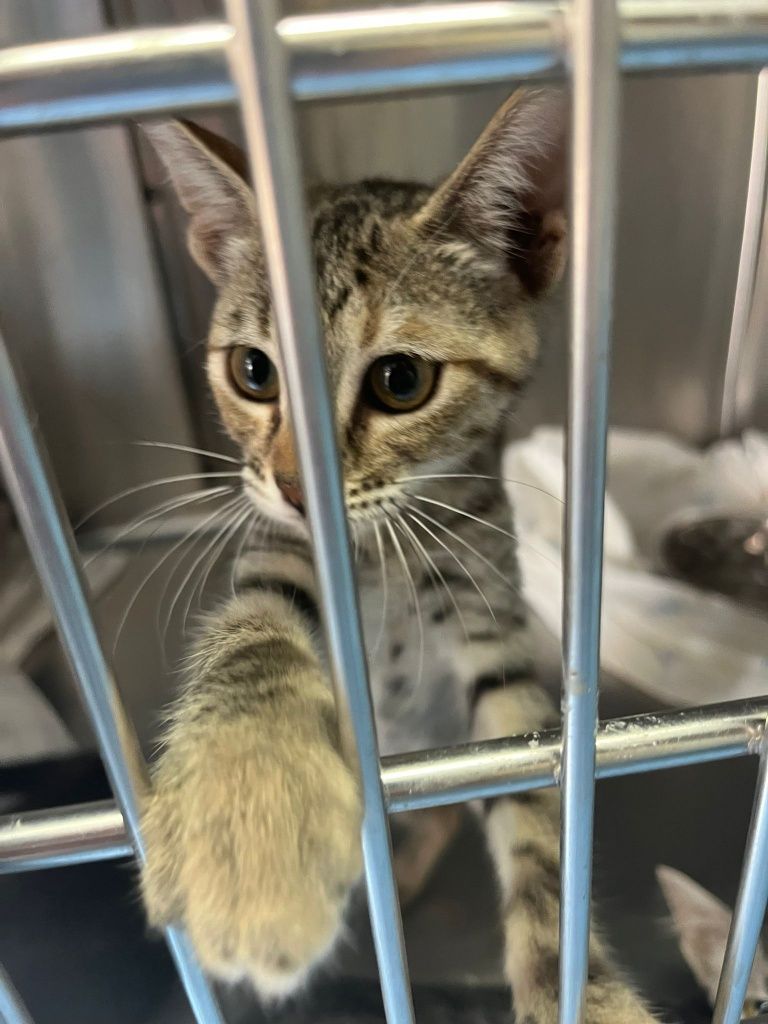 Gatinhos bebés com esterilização gratuita