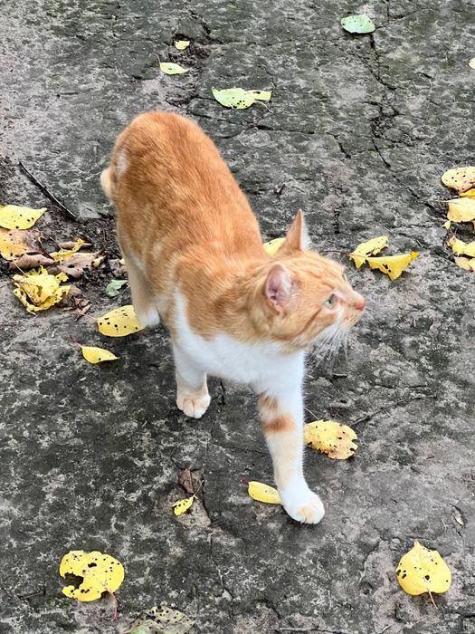 Рудик 6 міс, ручний, ласкавий
