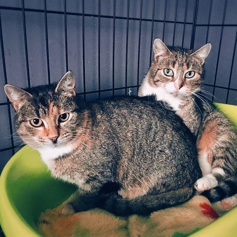 Kotka Lina do adopcji