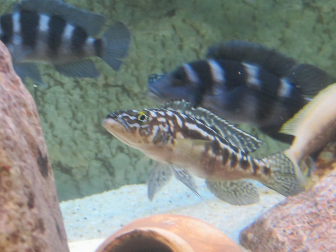 Neolamprologus tretocephalus szczeliniec pieciopregi tanganika 3