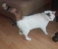Zginęła kotka biało - ruda w Zgierzu