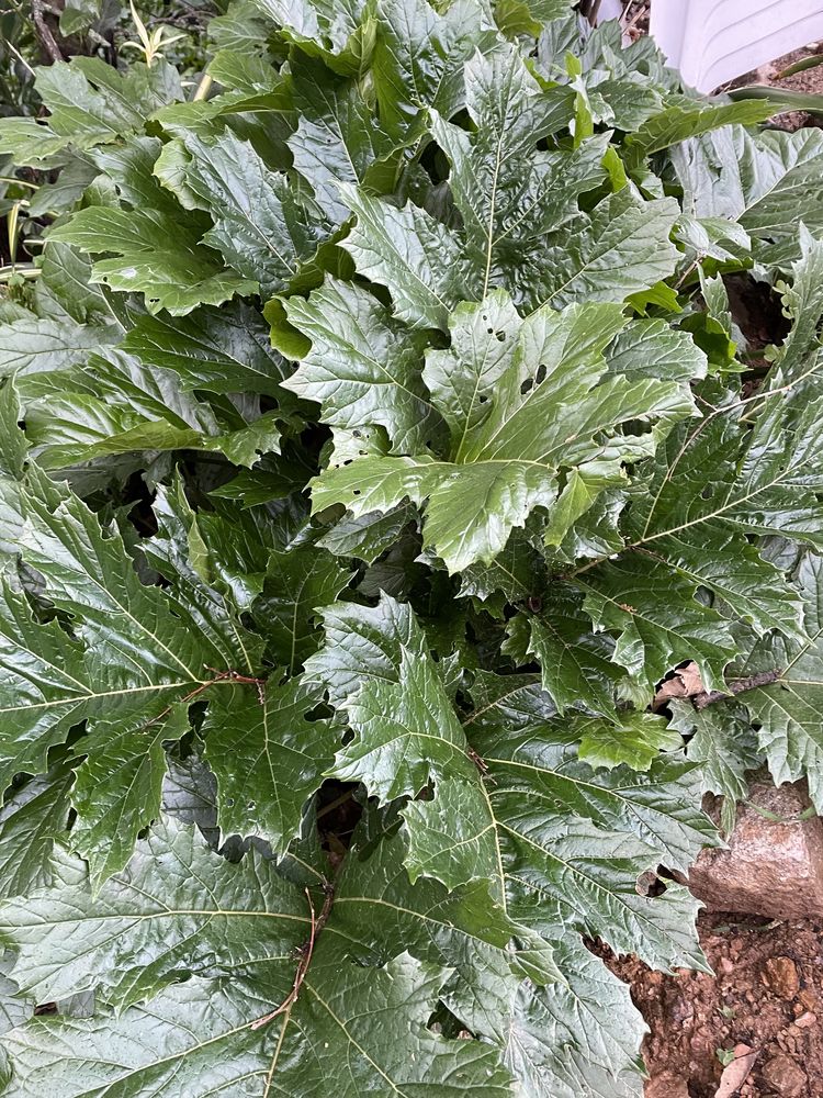 acanthus mollis.