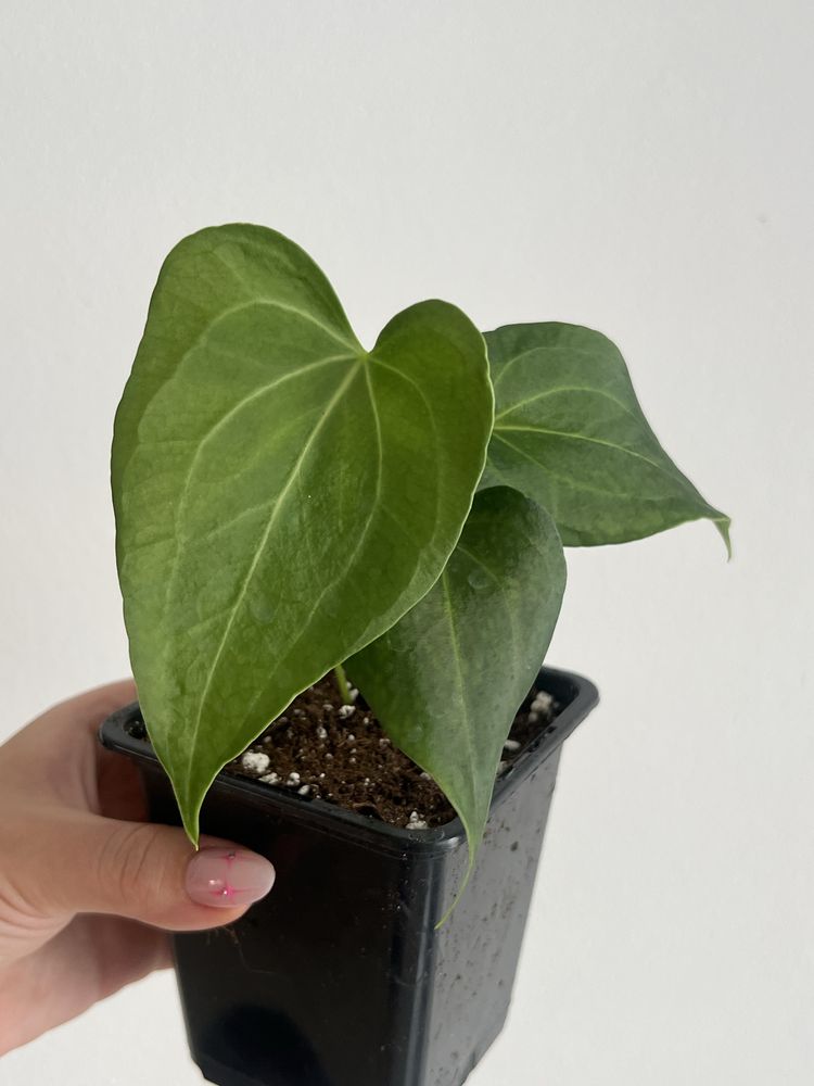 Anthurium Delta Force Anturium